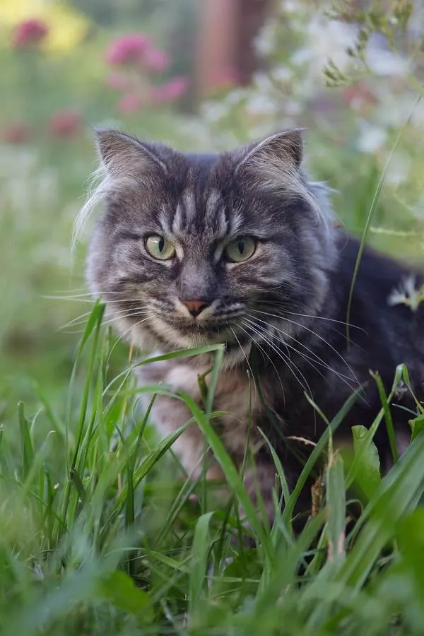 Alinta, a fluffy grey cat, peeking out from long grass and garden flowers