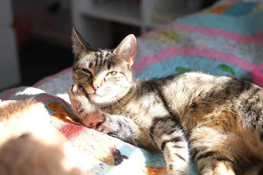 Jynx stretched out on a colourful quilt in a patch of sunlight