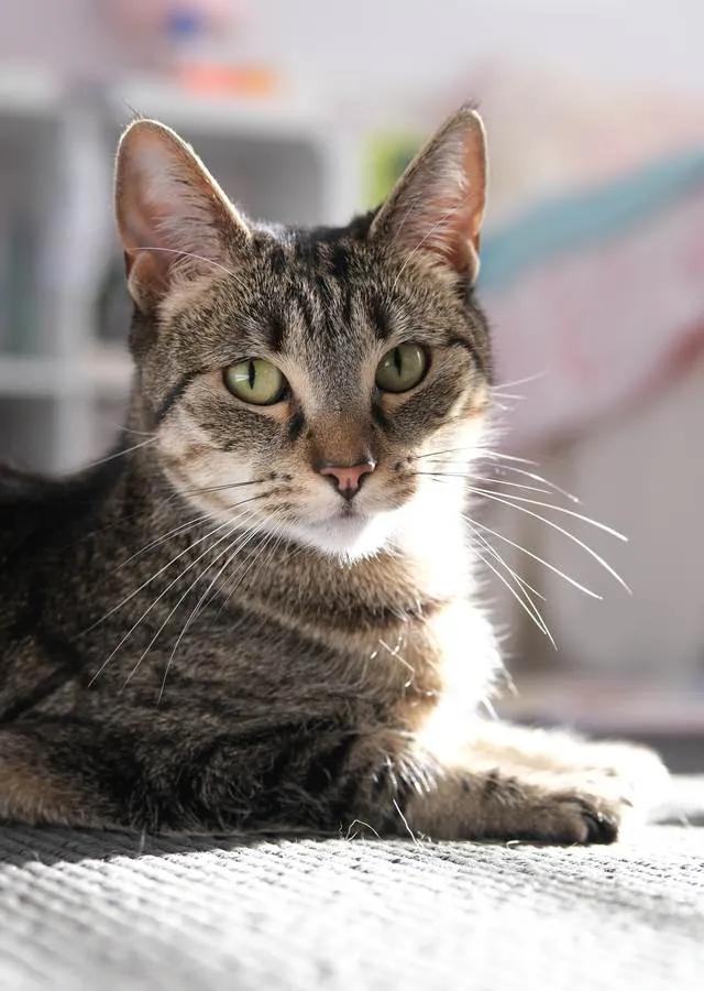 Jynx the cat lounging on a rug in soft window light