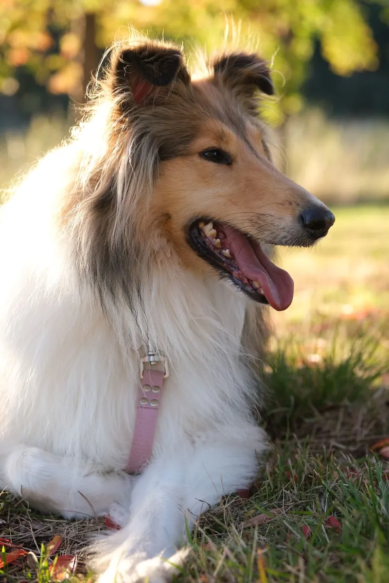 Leia, a sable and white collie, smiling in the grass in warm afternoon light