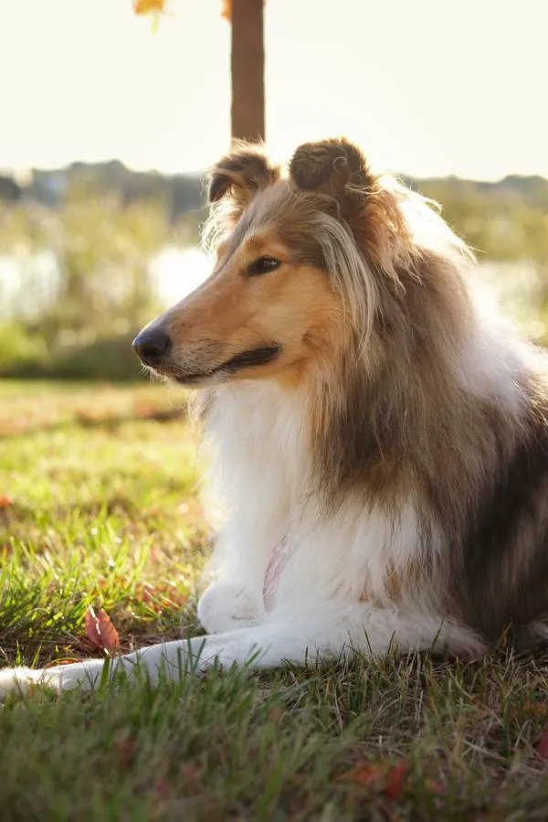 Leia in profile, lying on the lawn with the late sun behind her