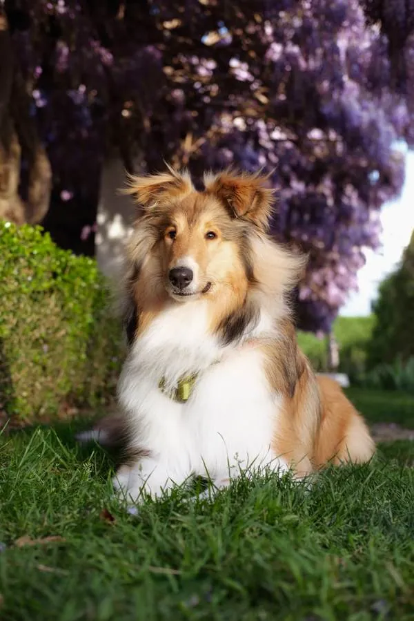 Mia, a sable and white collie, sitting beneath purple wisteria