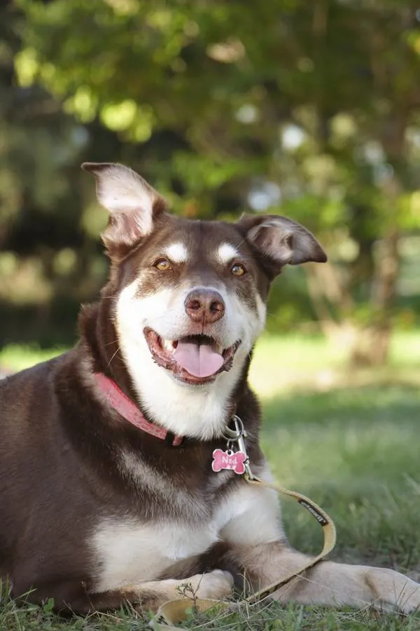 Ned, a brown and white dog, grinning in dappled garden light on his lead