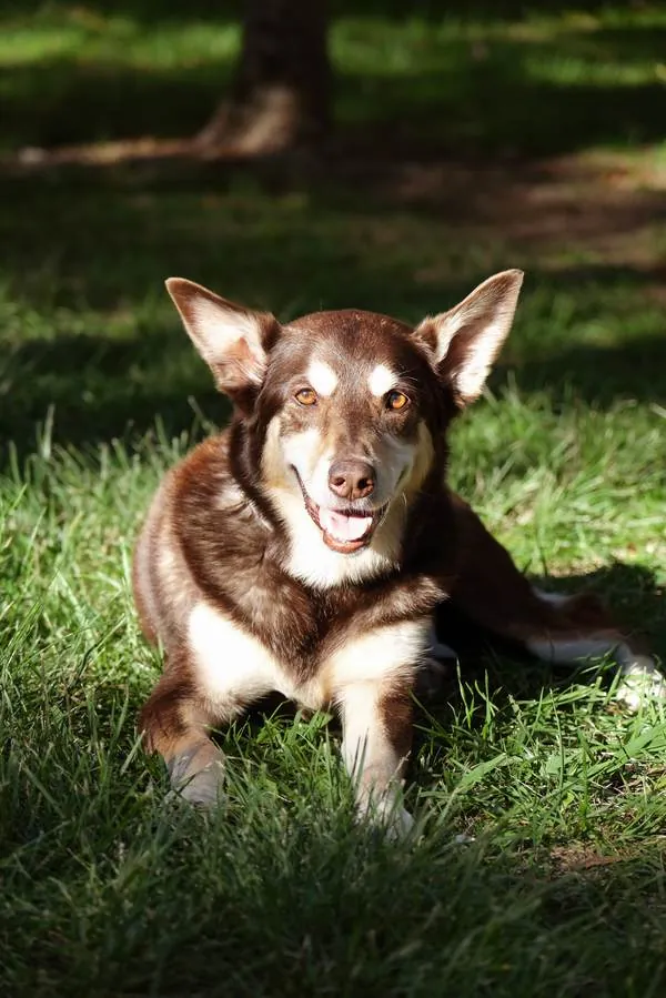 Shiloh, a brown and white dog, lying in sunlit grass with ears up and smiling