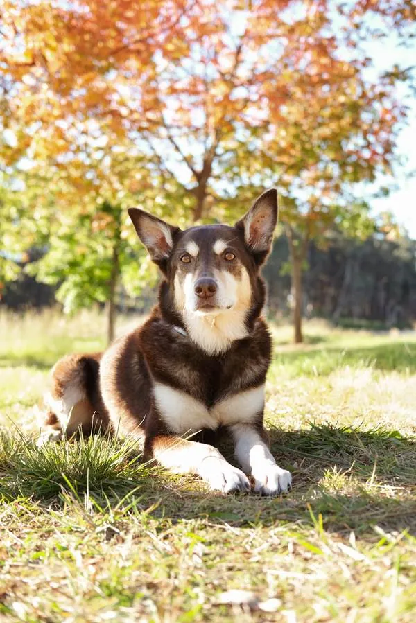Shiloh lying on the grass under orange autumn leaves