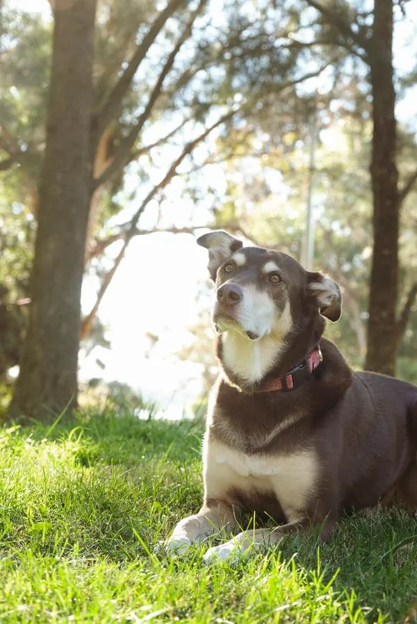 Shiloh resting on the grass beneath tall trees, backlit by the sun