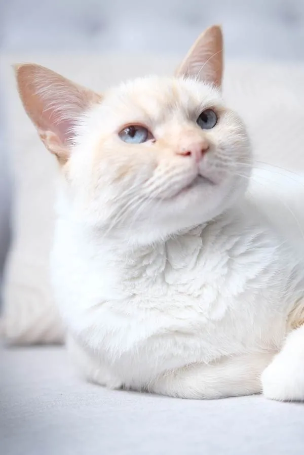 Teddy, a white cat with pale blue eyes, relaxing in soft bright light